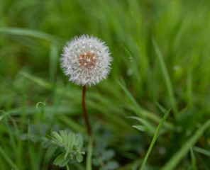 dandelion in the grass