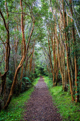 Caminando entre arrayanes