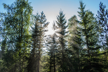 trees in forest