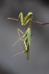 Grasshopper for wallpaper