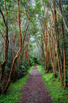 Caminando entre arrayanes