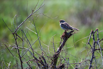 Corn bunting or Miliaria calandra on branch