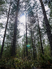 trees in the forest