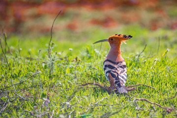 Eurasian hoopoe or Upupa epops in sits in grass in steppe