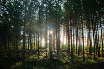 Obraz premium morning in the forest