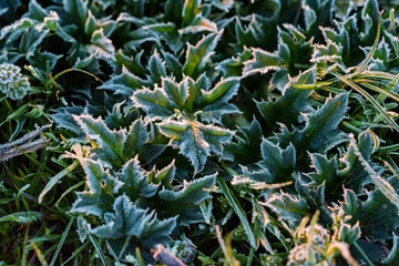 Fototapeta premium Close up plant under hoar frost in the morning in spring field