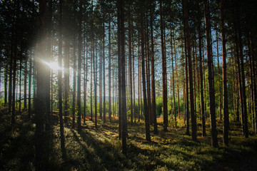 Fototapeta premium morning in the forest