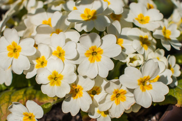Young white primrose primula flowers bouquet growing