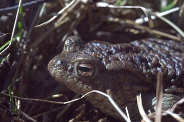 Frog Face Macro. Tailless amphibians. Defender of insect gardens.