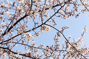 flowering tree