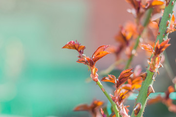 Young stem of rose with fresh red leafs