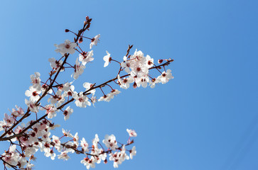 flowering tree