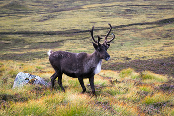 Reindeer in field