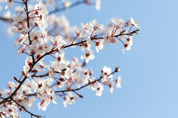 flowering tree