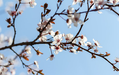 flowering tree