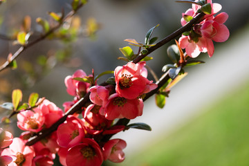 flowering tree
