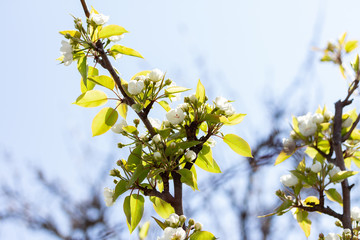 flowering tree