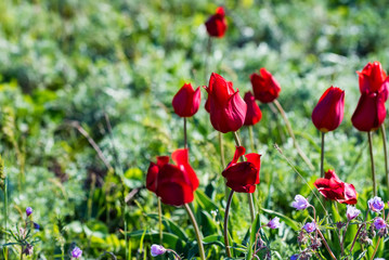 Close up red Schrenck's tulips or Tulipa Tulipa schrenkii in the steppe