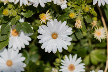 Obraz premium a white flower with the orange center of spring, in a garden in Barakaldo, Vizcaya