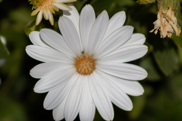 Obraz premium a white flower with the orange center of spring, in a garden in Barakaldo, Vizcaya