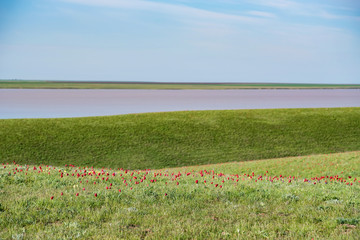 Schrenck's tulips or Tulipa Tulipa schrenkii and irises in the steppe field