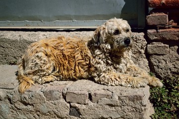 mascota perro chapi tomando el sol serenamente