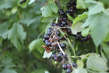 black currant berries on a bush
