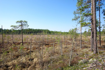 Forest,fields and rocks scenes.