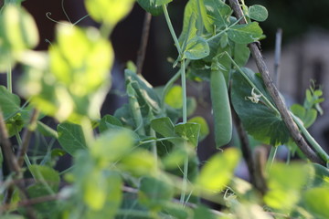 green peas in the garden