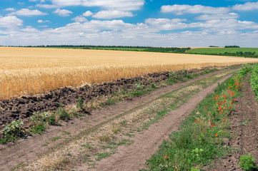 Fototapeta na wymiar Summer landscape with an earth road among agricultural fields near Dnipro city, Ukraine
