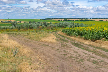Fototapeta na wymiar Forked earth road through summer meadow near Dnipro city in central Ukraine