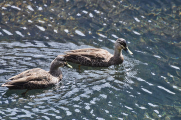 Grey Teals Swimming in New Zealand