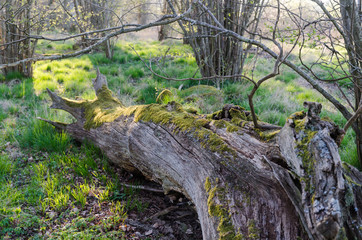 Old moss covered tree trunk