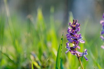 Beautiful purple early springtime flower in green grass