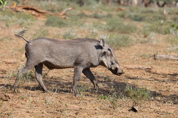 Warzenschwein / Warthog / Phacochoerus africanus