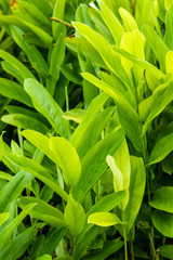 Obraz premium Galangal Sapling many trees Have both leaves White, light green, dark green are plant in the ginger family,is an herb used in cooking,especially in Indonesian and Thai cuisines.