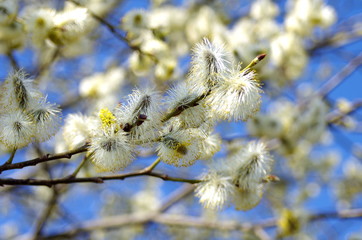 Blossom in the spring on a sunny warm day