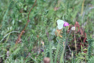 white butterfly on a lilac flower