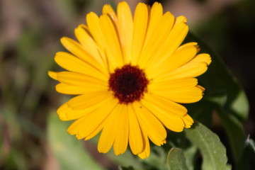 orange spring flower with brown center, flower found in a garden of Barakaldo