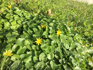Fototapeta premium fiori di primavera