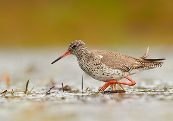 Common redshank (Tringa totanus)