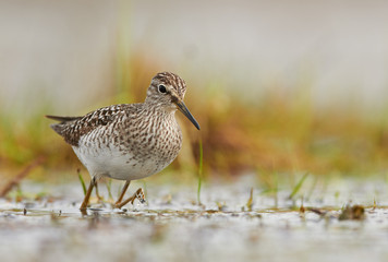Wood sandpiper (Tringa glareola)