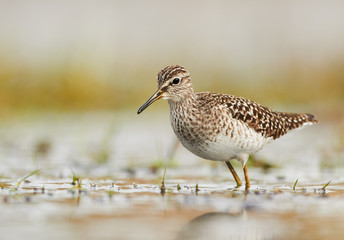 Wood sandpiper (Tringa glareola)