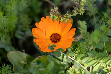 orange spring flower with brown center, flower found in a garden of Barakaldo