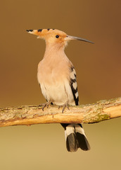  Eurasian Hoopoe or Common hoopoe (Upupa epops) © Piotr Krzeslak