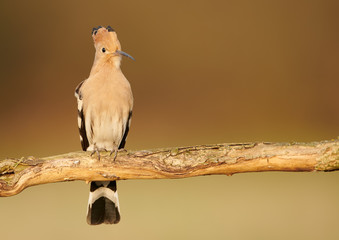 Eurasian Hoopoe or Common hoopoe (Upupa epops) © Piotr Krzeslak