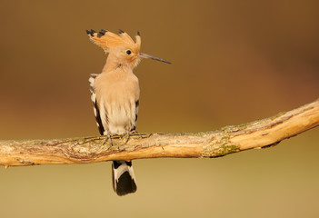 Eurasian Hoopoe or Common hoopoe (Upupa epops)
