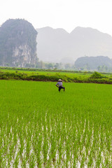 Fototapeta na wymiar farmer working in the rice fields