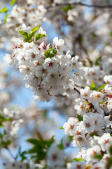 blooming cherry trees in spring