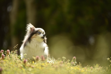 チワワ